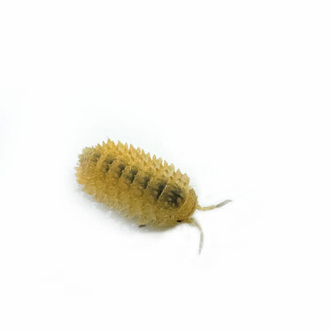 Cristarmadillidium Muricatum Spiky Pineapple Isopod